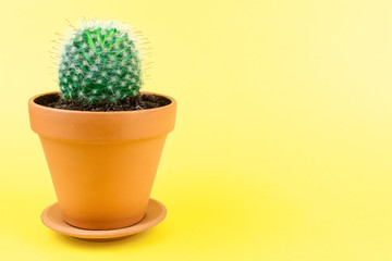 Cactus on a yellow background