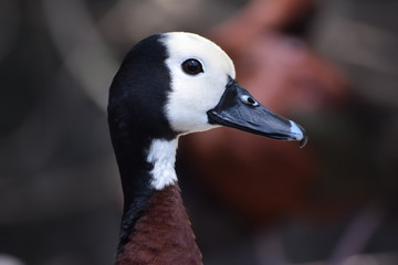 Sirirí Cariblanco, Yaguasa Careta o Pato Silvador