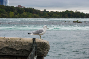 A seagull bird at Niagara Falls - Canada part