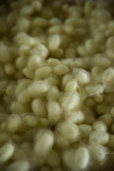 Stack Of Silk Worm Cocoon Ready To Process