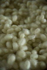 Stack Of Silk Worm Cocoon Ready To Process