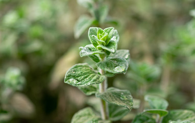 A macro shot of the organics Marjoram (Origanum majorana) grown at greenhouse