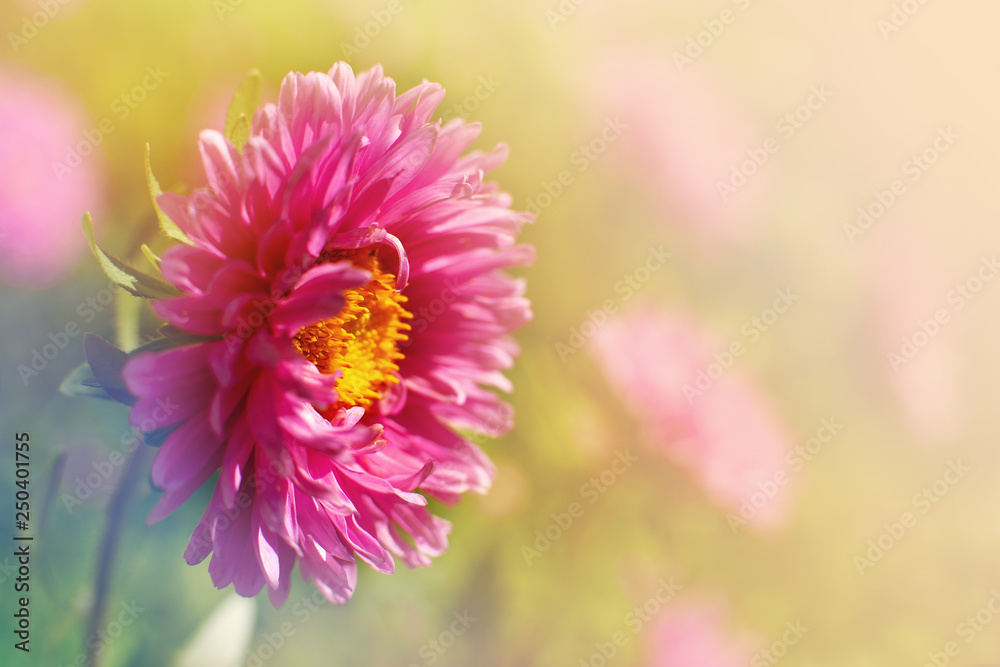 Wall mural bud asters on a blurred background. macro. flower in soft light for design in spring and summer. ast