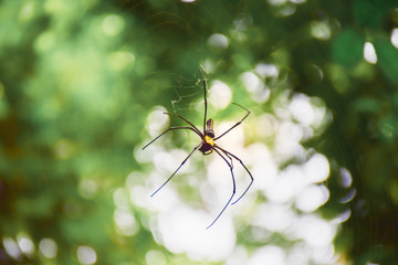 Giant spider on cobweb with blurred background.