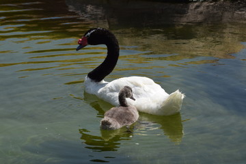 Cisne de cuello negro y su pequeño
