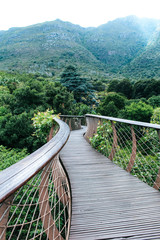 Fototapeta na wymiar Treetop Canopy Walkway at Kirstenbosch Botanic Garden | Aerial Boardwalk from which you can view Table Mountain in Cape Town, South Africa