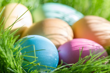 Easter colorful eggs in spring green grass in sunlight floral abstract background