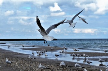 seagulls  in flight