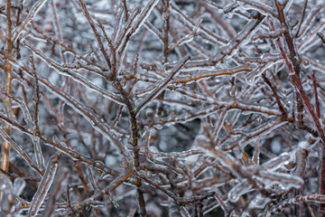 Freezing rain, Branch coveren with ice, background use.Copy space.