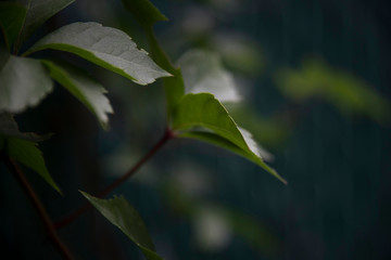 Close up of ivy leaf wit blurry background 