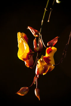 Thumbergia mysorensis