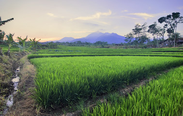 a mountain view on a sunny morning in the rice fields. This nuance is very natural in the village area
