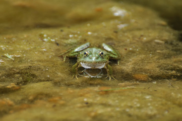 ElFrog