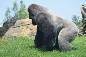 Grandes primates - gorila