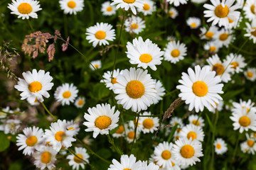 Closeup view of the chamomile field. Nature concept image with healthy plants