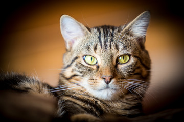 Portrait of a domestic cat