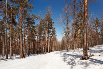 Forest grove on the slope of the mountain Zavyaliha