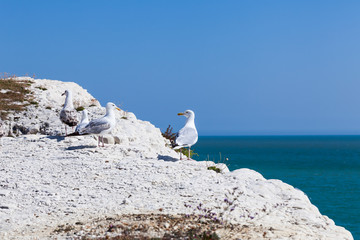 Seagulls standing on the rocky cliff. Nature concept with birds at the sea. Blue sky background with animals