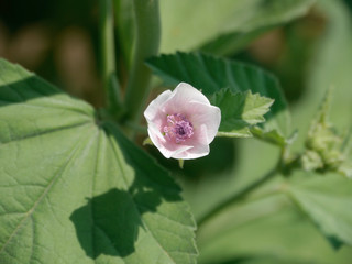 Wilde Malvenblüte