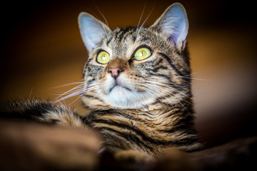 Portrait of a domestic cat