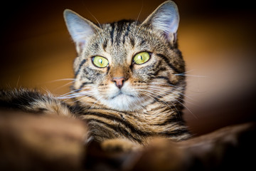 Portrait of a domestic cat