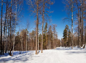 Forest grove on the slope of the mountain Zavyaliha