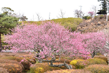 Plakat 伊豆小室山公園の梅の花