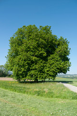 Lindenbaum