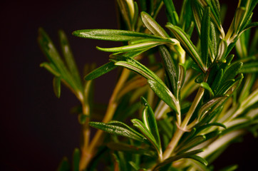 Rosemary bound on a wooden board