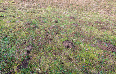 Small holes of moles and mice in the slope of a Dutch embankment in the winter season.