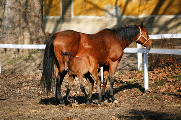 Mare with  few weeks old foal on pasture close-up