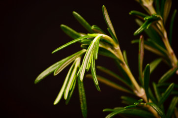 Rosemary bound on a wooden board