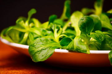 Valerianella locusta, corn salad, lamb's lettuce