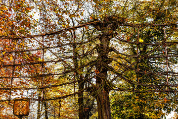 Fototapeta premium Nature concept with trees and leaves. Tall trees with interlaced branches in big fence