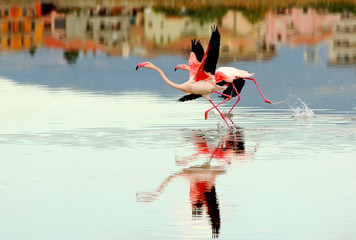 Decollo di due fenicotteri sull'acqua calma con riflessi © Giorgio Mercalli