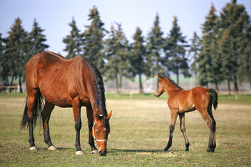 Fototapeta premium Beautiful thoroughbred mare and foal grazing and playing together at rural equestrian farm