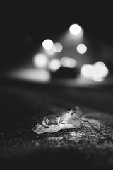 leaf in a dark envoirment