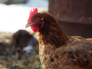 Red hen on the farm closeup