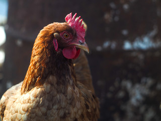 Red hen closeup