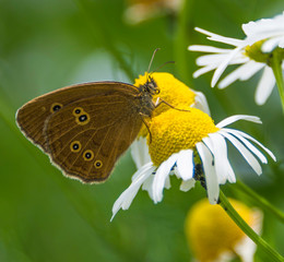 Kamillenschmetterich