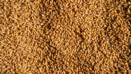 Grains of wheat in closeup view perfect agriculture texture image