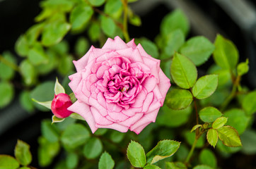 beautiful rose in garden