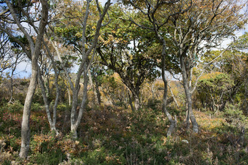 Small Utrish, Caucasus,  Russia