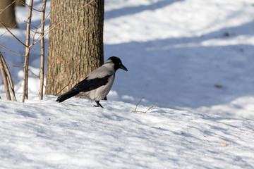 gray crow in the snow in the park
