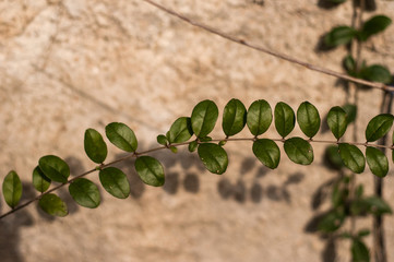 collana di foglie di Ligustrum 