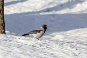 crow in the snow