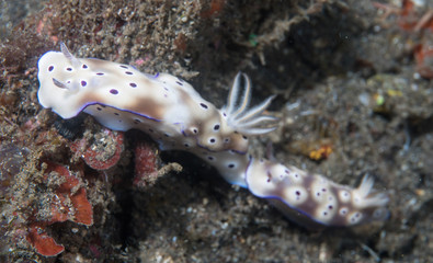 Close-up of Nudibranch, Lembeh Strait, Indonesia