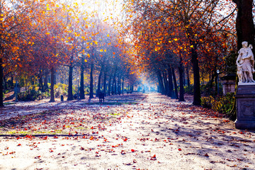 Alley with trees in the autumn with leaves on the roard. Yellow and red leaves in the autumn park scenery