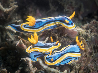 Three Nudibranches in reef, Lembeh Strait, Indonesia
