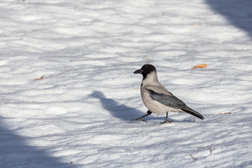 gray crow in the snow in the park